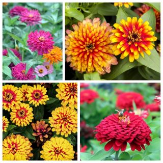 Zinnia - Semillas de 4 variedades de plantas con flores carismáticas - 