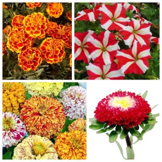 Fuegos artificiales - semillas de 4 especies de plantas con flores. - 