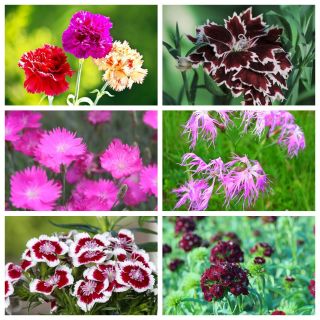 Carnations - colourful garden decoration - seeds of 6 flowering plants' species