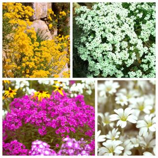 Claro de la montaña - semillas de 4 especies de plantas con flores. - 