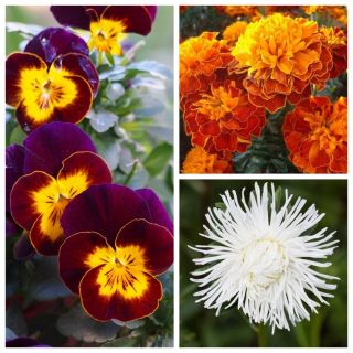 Danza india - semillas de 3 plantas con flores - 