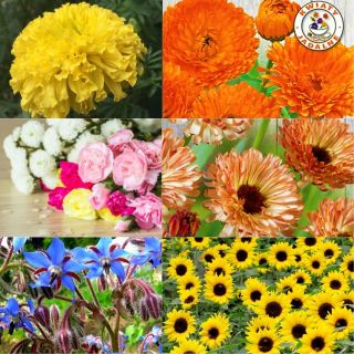 Ätbara blommor - frön av 6 blommande växter "arter - 