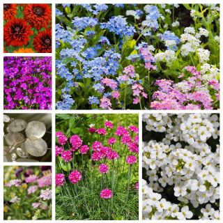 Flores que atraen mariposas - semillas de 6 especies de plantas con flores - 