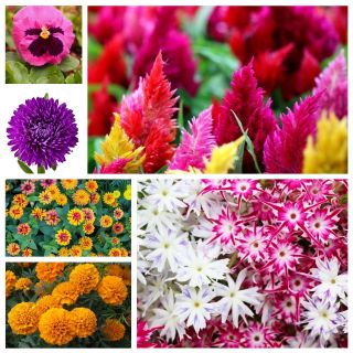 Color Avalanche - semi di 6 specie di piante da fiore - 