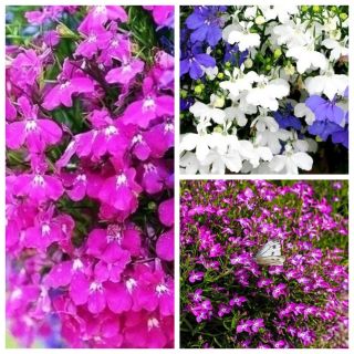 Lobelia - frön av 3 blommande växter "sorter - 