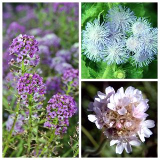 Lágrima de mar - semillas de 3 especies de plantas con flores - 