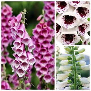 Foxglove - semințe de 3 soiuri - 
