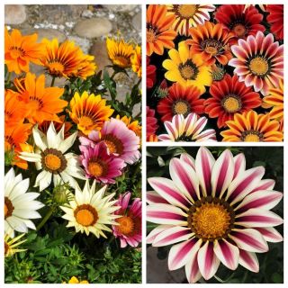 Gazania - semi di 3 varietà di piante da fiore - 
