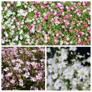 A respiração do bebê - sementes de 3 espécies de plantas com flores - 