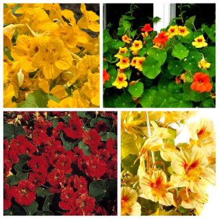 Nasturtium - hạt giống của 4 giống - 