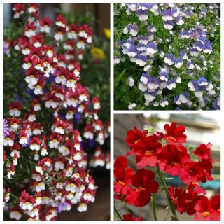 Nemesia - seeds of 3 flowering plant's varieties