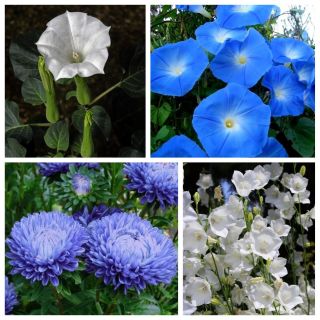 Melodía celestial - semillas de 4 especies de plantas con flores - 