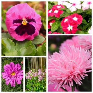 Pink Candy - semi di 5 specie di piante da fiore - 