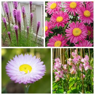 Sensación rosa - semillas de 4 especies de plantas con flores. - 