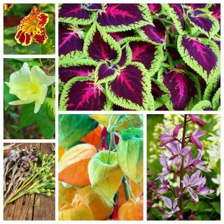 Paradise Garden - frön av 6 blommande växter "arter - 