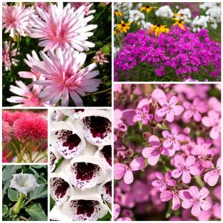 Romeo y Julieta - semillas de 6 especies de plantas con flores. - 