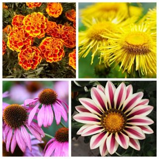 Russian Roulette - seeds of 4 flowering plants' species