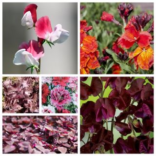 Aromatiska växter - frön av 6 blommande växter "arter - 
