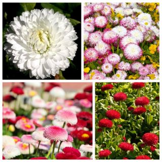 Pâquerette, reine des prés européens - graines de 4 variétés de plantes à fleurs - 