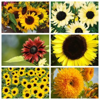 Sunny Garden - sementes de 6 variedades de girassol ornamentais - 