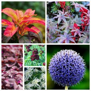 Jardín Secreto - Semillas de 6 especies de plantas con flores. - 