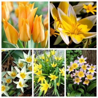 Botanisk tulpan - En uppsättning sorter med bleka blommor - 50 st - 