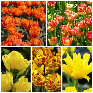 Gefüllte Tulpe - Auswahl der  gelb und orange blühenden Sorten - 50 Stück