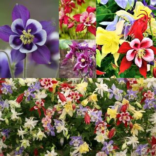 Granny's bonnet (columbine) - kleurrijke variëteitmix - zaden van 3 variëteiten - 