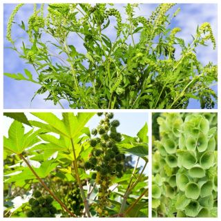 Verde - Semillas de 3 variedades de plantas con flores. - 
