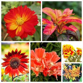 Venus - seeds of 6 flowering plants' varieties