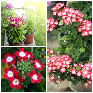 Verbena - zaden van zaden van 3 bloeiende planten - 