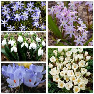 Utvalg av blomster som blomstrer tidlig på våren - 50 stk - 
