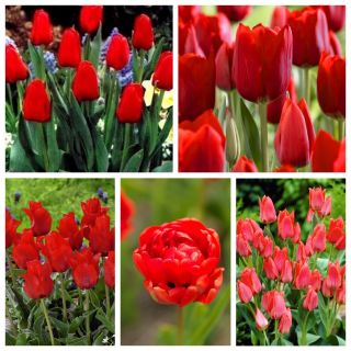 Auswahl der rot blühenden Tulpen - 200 Stück