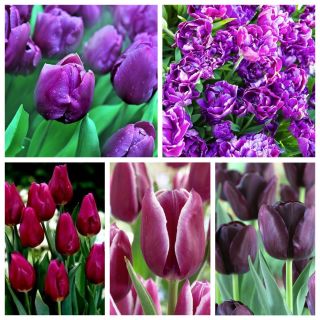 Auswahl der violett blühenden Tulpen - 200 Stück