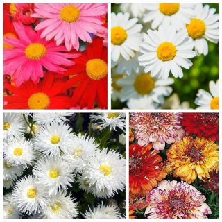Chrysanthemum - frön av 4 sorter - 