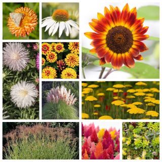 Golden Autumn - semi di 10 specie di piante da fiore - 
