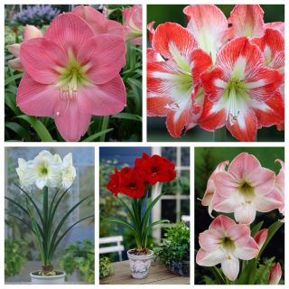 Hippeastrum - Single-flowered amaryllis - Viiden lajikkeen valinta - 