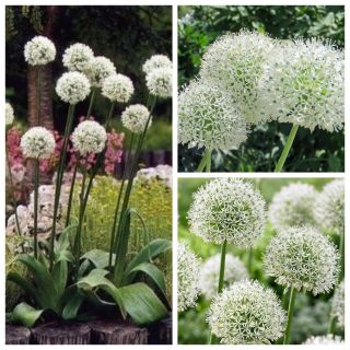 Aglio ornamentale alto - Set di varietà a fiore bianco - 9 pezzi - 