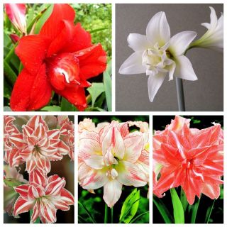 Hippeastrum - อะมาริลลิสสองดอก - การเลือกพันธุ์ทั้งห้า - 