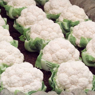 Cavolfiore - Igloory - Brassica oleracea L. var.botrytis L. - semi