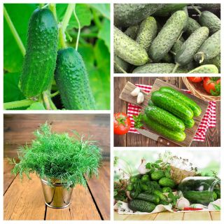 Eingelegte Gurken - Sorten ideal zum Einlegen + Gartendill - 