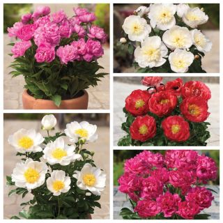 Pot peony - krāsainu šķirņu izvēle - 5 gab - 