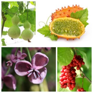 Cây leo mang trái - hạt của 4 loài thực vật - 