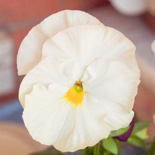 Bandera de Estonia - Semillas de 3 variedades de plantas con flores. - 