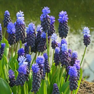 Breitblättrige Traubenhyazinthe - Muscari latifolium - große Packung! - 100 Stück