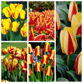 Selezione tulipano giallo-rosso - 50 pz - 