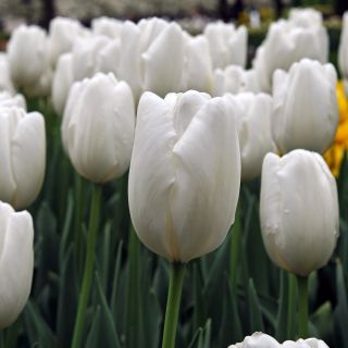 Fehér tulipán - nagy csomag! - 50 db.