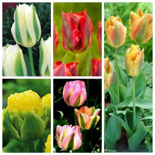 Zöld tulipán - Rendkívüli fajták kiválasztása - 50 db.