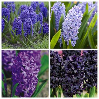 Hyacinth – Purple and violet set – 28 pcs
