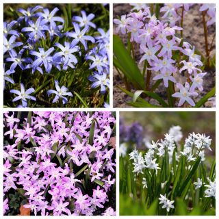 Gloire de la neige - Chionodoxa - Sélection de 4 variétés - 80 pcs - 